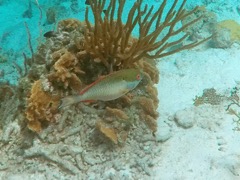 Redband Parrotfish Int. (8